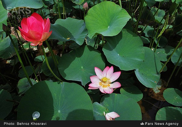 نیلوفر آبی در روستای تیر وجان آمل (عکس)