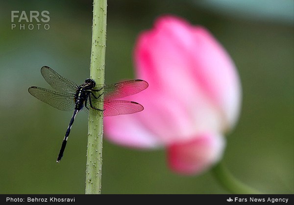 نیلوفر آبی در روستای تیر وجان آمل (عکس)