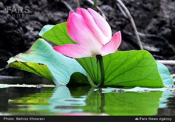 نیلوفر آبی در روستای تیر وجان آمل (عکس)