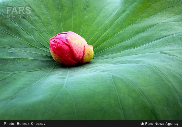 نیلوفر آبی در روستای تیر وجان آمل (عکس)