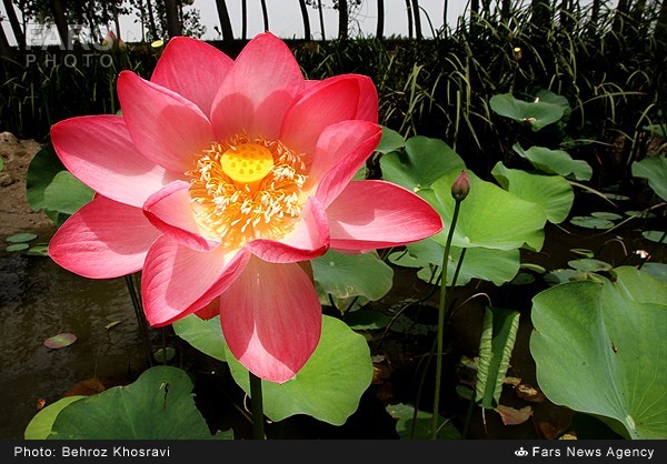 نیلوفر آبی در روستای تیر وجان آمل (عکس)