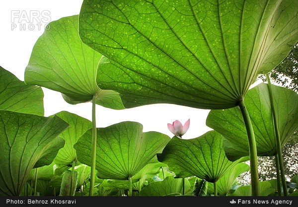 نیلوفر آبی در روستای تیر وجان آمل (عکس)