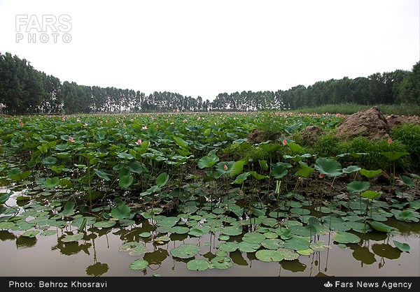 نیلوفر آبی در روستای تیر وجان آمل (عکس)