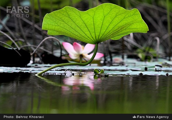 نیلوفر آبی در روستای تیر وجان آمل (عکس)