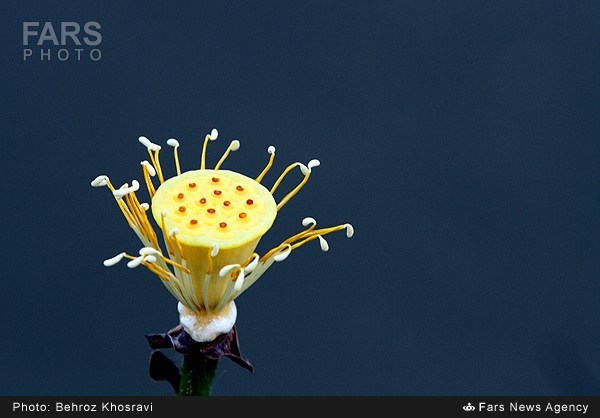 نیلوفر آبی در روستای تیر وجان آمل (عکس)