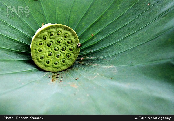 نیلوفر آبی در روستای تیر وجان آمل (عکس)