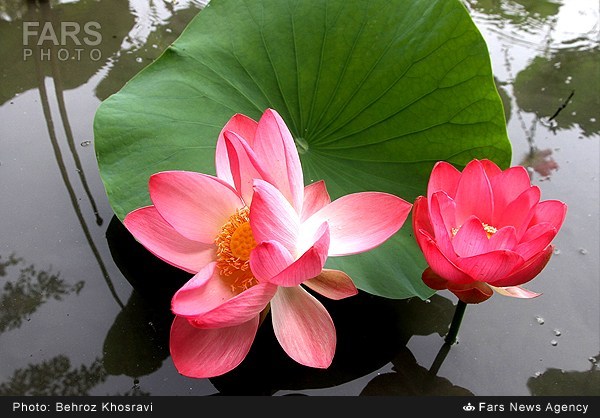 نیلوفر آبی در روستای تیر وجان آمل (عکس)