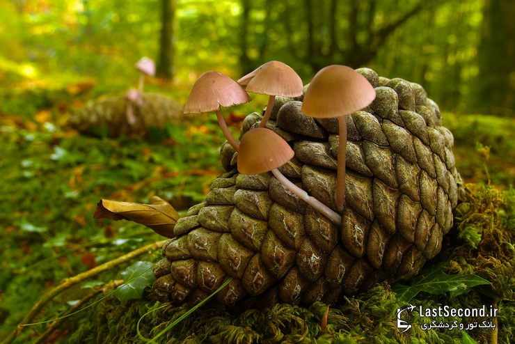  پارک طبیعی Gorbea، ایالات آلوا و ویزکایا (Alva-Vizcaya)، باسک، اسپانیا   