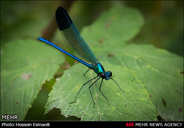 زیبایی های طبیعت گیلان (عکس)
