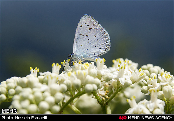 زیبایی های طبیعت گیلان (عکس)