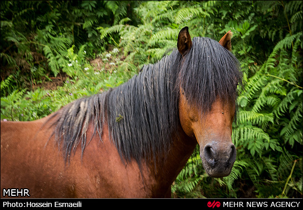 زیبایی های طبیعت گیلان (عکس)