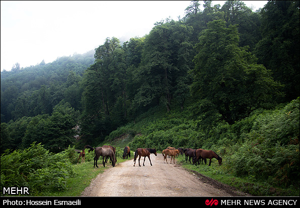 زیبایی های طبیعت گیلان (عکس)