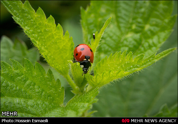 زیبایی های طبیعت گیلان (عکس)