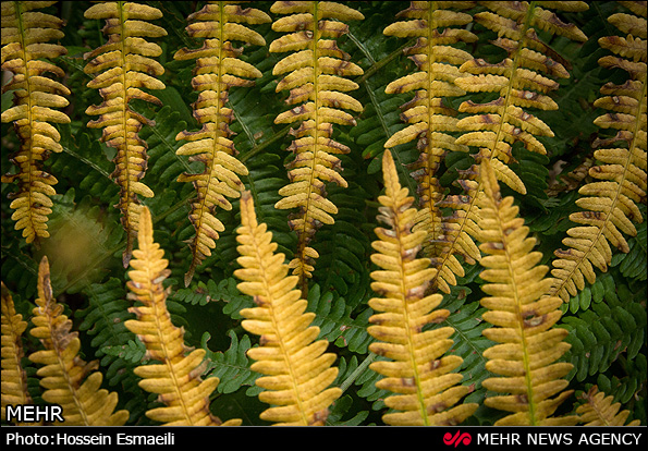 زیبایی های طبیعت گیلان (عکس)