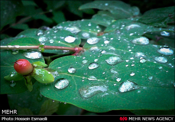 زیبایی های طبیعت گیلان (عکس)