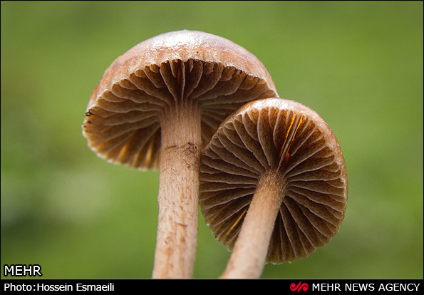 زیبایی های طبیعت گیلان (عکس)