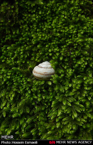 زیبایی های طبیعت گیلان (عکس)