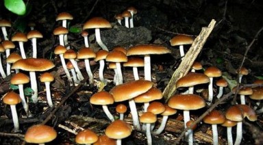 قارچ‌های روانگردان (Shroom) «خواب دیدن» را در مغز شبیه‌سازی می‌کنند!