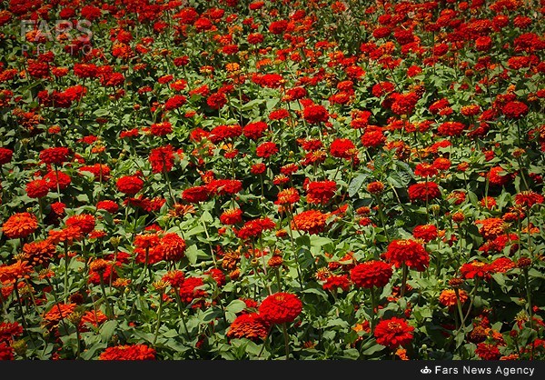 باغ گل قره داغی+عکس