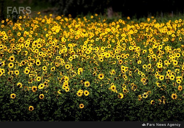 باغ گل قره داغی+عکس
