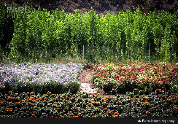 باغ گل قره داغی+عکس