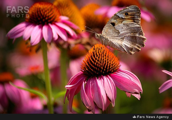 باغ گل قره داغی+عکس