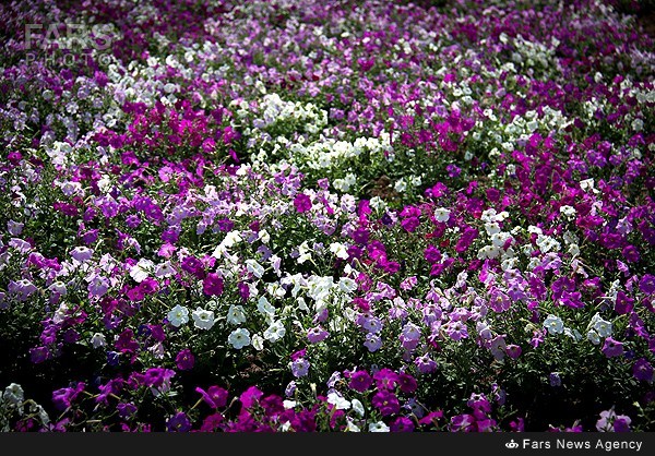باغ گل قره داغی+عکس