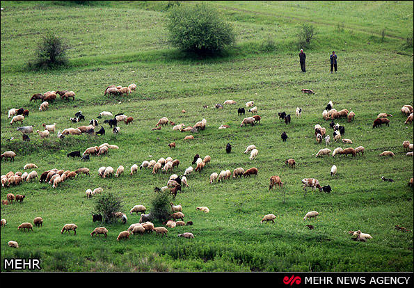 طبیعت جنگل های ارسباران - تبریز (عکس)