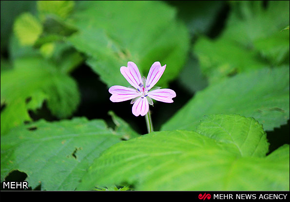 طبیعت جنگل های ارسباران - تبریز (عکس)