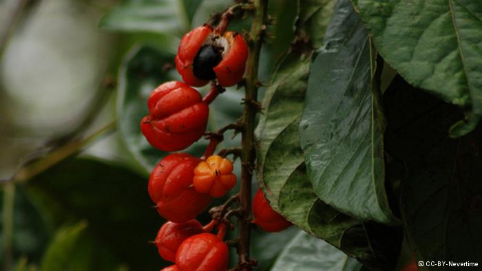 خواص گیاهان دارویی در درمان بیماری ها