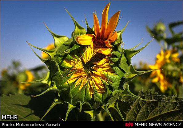 مزرعه  آفتابگردان (عکس)