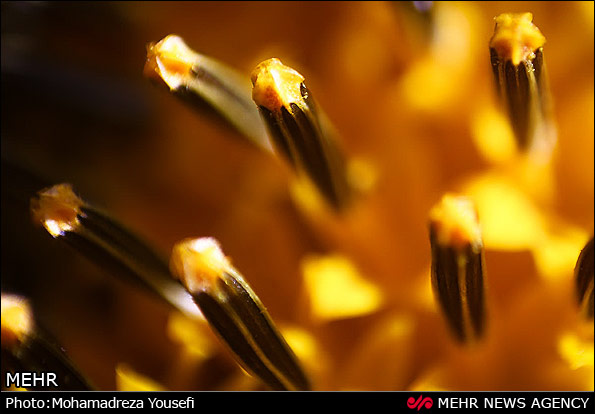 مزرعه  آفتابگردان (عکس)