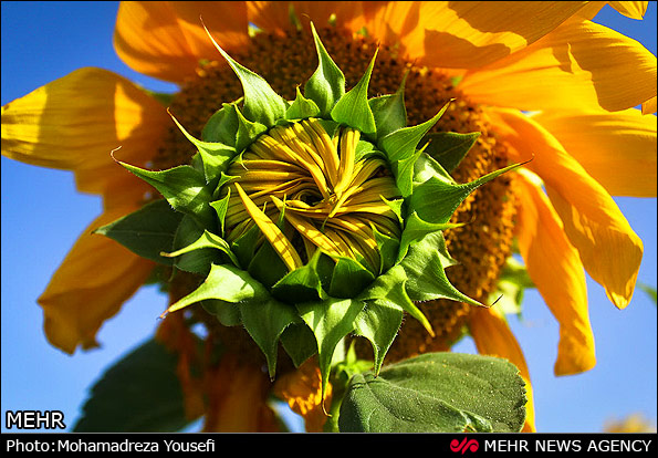 مزرعه  آفتابگردان (عکس)