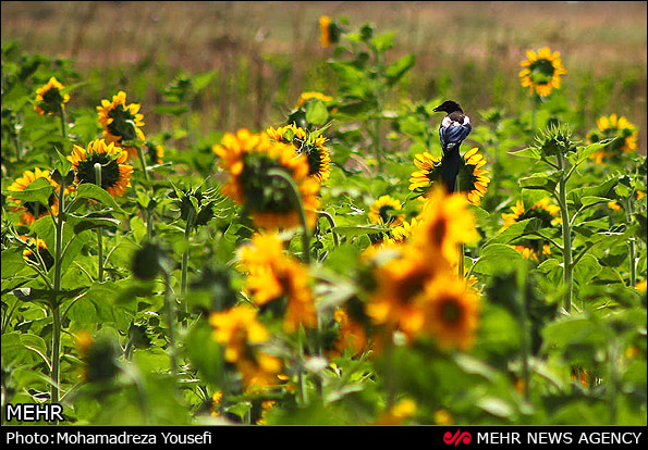 مزرعه  آفتابگردان (عکس)