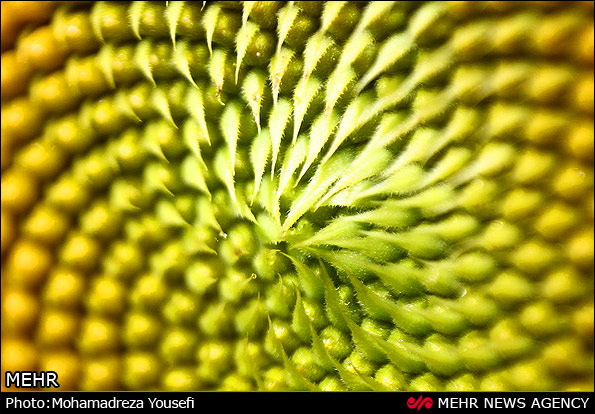 مزرعه  آفتابگردان (عکس)