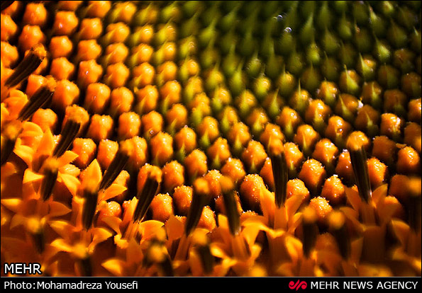 مزرعه  آفتابگردان (عکس)