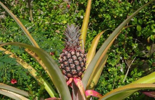 درخت آناناس