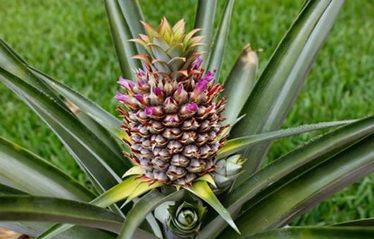 درخت آناناس
