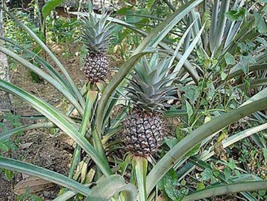 درخت آناناس
