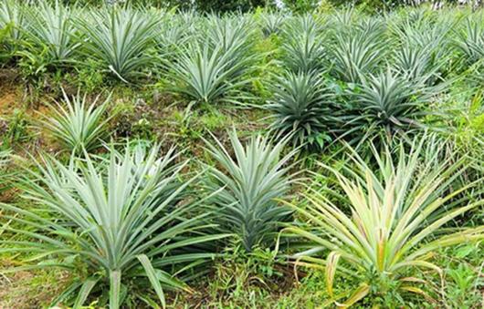 درخت آناناس