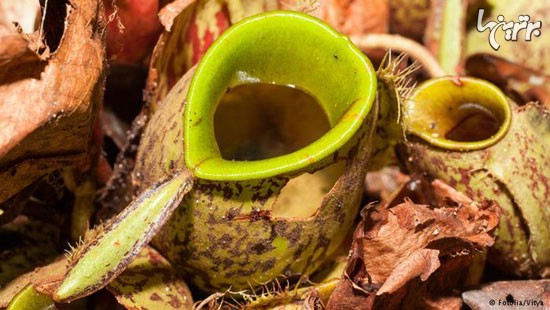 گیاهان گوشت‌خوار و روش شکار آنها (+عکس)