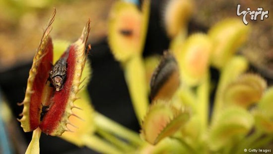 گیاهان گوشت‌خوار و روش شکار آنها (+عکس)