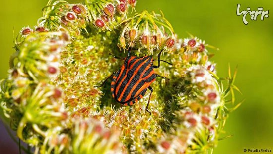 گیاهان گوشت‌خوار و روش شکار آنها (+عکس)