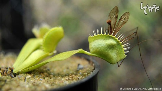 گیاهان گوشت‌خوار و روش شکار آنها (+عکس)