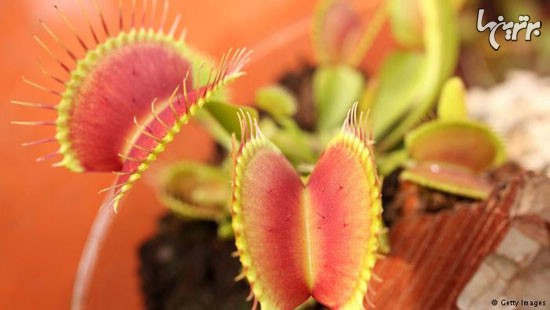 گیاهان گوشت‌خوار و روش شکار آنها (+عکس)