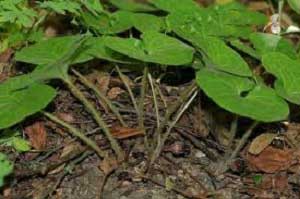 خواص گیاه برباله