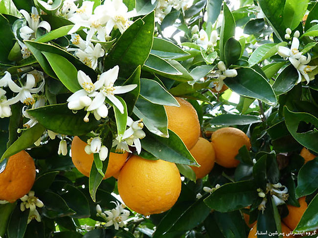 با مصرف نارنج به جنگ کم خونی بروید