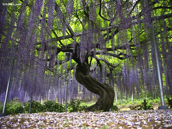 باغ گل در ژاپن,باغ گل ژاپن,باغ گل,[categoriy]