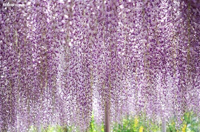 باغ گل در ژاپن,باغ گل ژاپن,باغ گل,[categoriy]