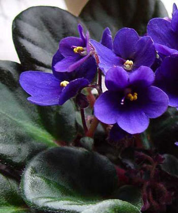 گلهای آپارتمانی,پرورش گلهای آپارتمانی,گیاهان زینتی